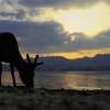 Themenabend2024FreilebendeTiere